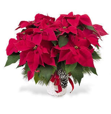 red Poinsettia Plant 