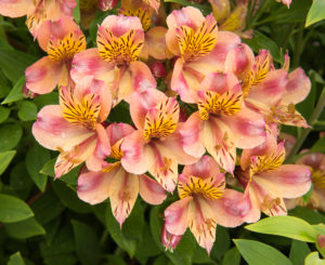 peach and pink and yellow Alstroemeria