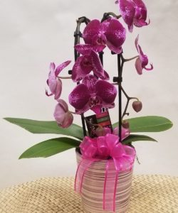 Purple Double Stemmed Orchids