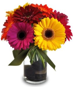 A special bouquet of vibrant Gerbera daisies in assorted colors, skillfully arranged in a cylinder vase with accent greens.